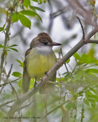 Great-creasted Flycatcher