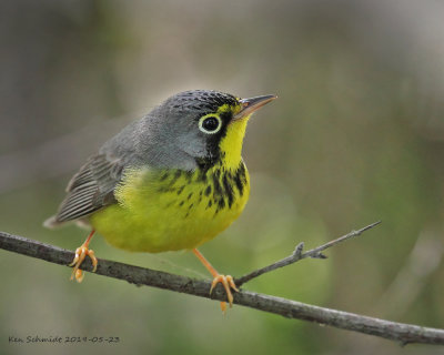 magee_marsh_2019