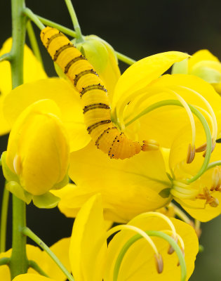 Orange-barred Sulphur caterpillar