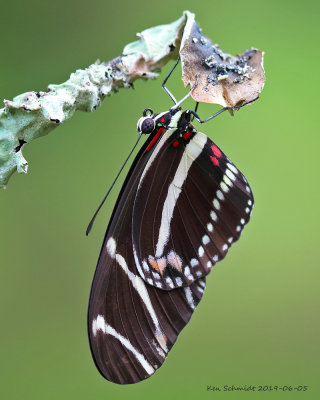 Newly hatched Zebra