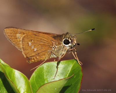 Brazilian Skipper