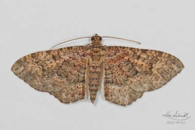 Somber Carpet moth