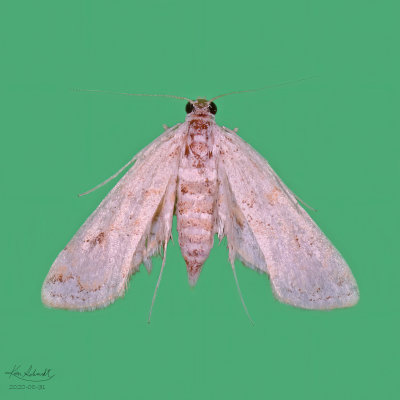 Watermilfoil Leafcutter Moth