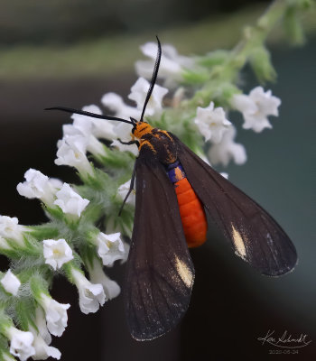 Black-winged Dahanna Moth.