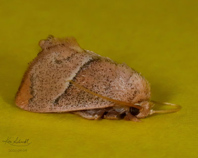 Rectilinea Slug Moth