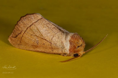 Yellow-necked Caterpillar Moth 