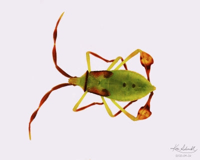 Colorful Bug , One of the Hemiptera family