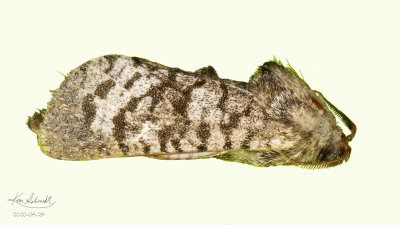 Clemen's Grass-tubeworm