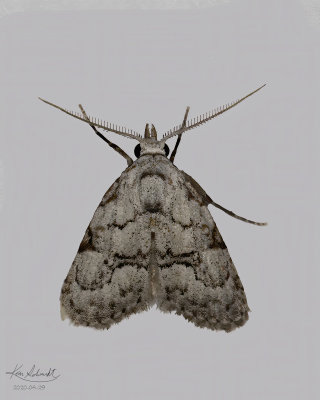 Coastal Plain Meganola Moth. #8983.1