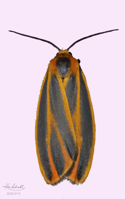 Painted Lichen Moth #8090