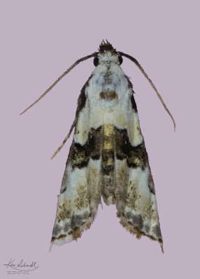 Thin-Winged Owlet Moth, # 8440