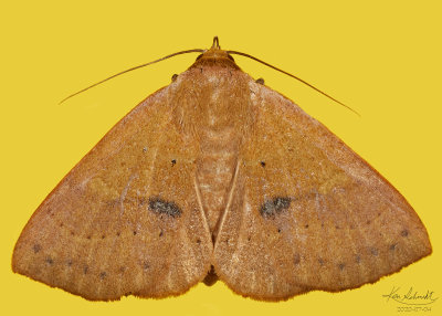 Orange Panopoda Moth #8589