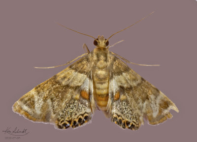 Dimorphic Leafcutter Moth # 4769