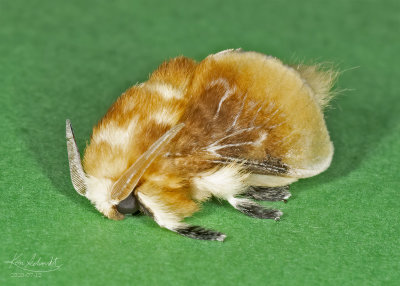 Southern Flannel Moth #4647