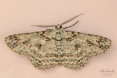 Brown-Shaded Gray Moth # 6586