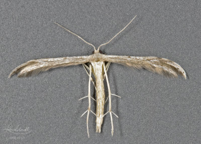 Belfrage's Plume Moth # 6154