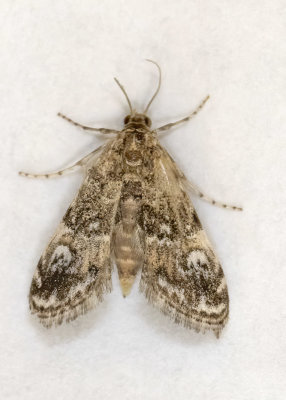 Waterlily Borer Moth #4751