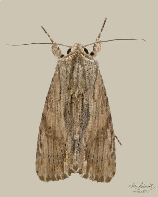Southern Armyworm Moth # 9672
