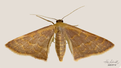 Pannaria Wave Moth # 7173