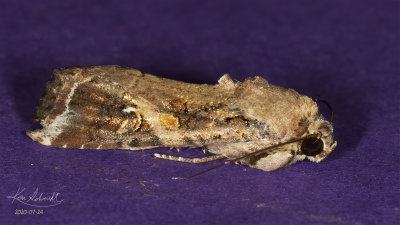 Fall Armyworm Moth #9666
