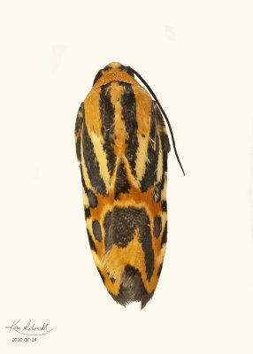 Black-Dotted Spragueia Moth # 9126