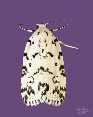 The Hebrew Moth # 9285