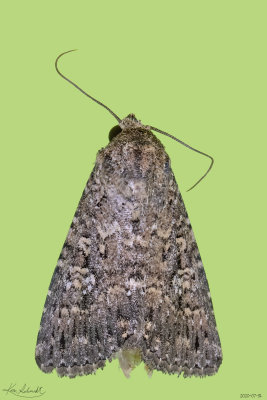 Condica Groundling Moth #9698
