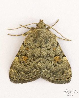 Common Idia Moth # 8323