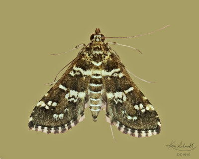 Samea Druchachalis Moth #5152.1