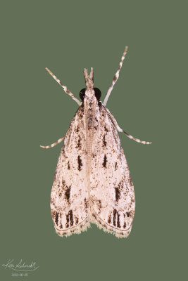Striped Eudonia Moth #4738