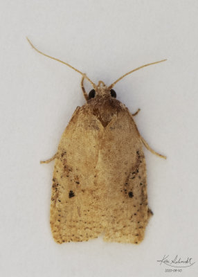 Clay-colored ( two dotted) Agonopterix Moth.