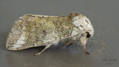 Pale Green Heterocampa Moth #7977.