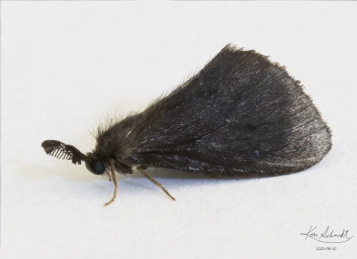 Nigrita Bagworm Moth # 0441.