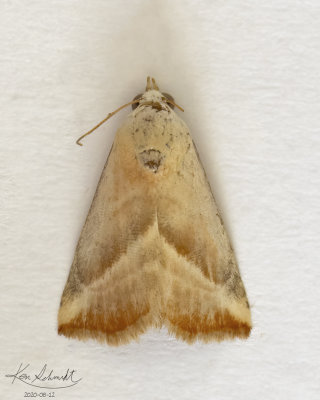 Straight-Lined Eublemma Moth # 9078