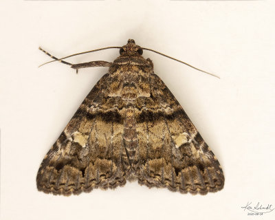 Live Oak Metria Moth #8666
