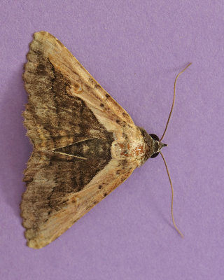 Pale-Edged Selenisa Moth #8658