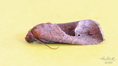 Deltoid Midget Moth # 9679.1.