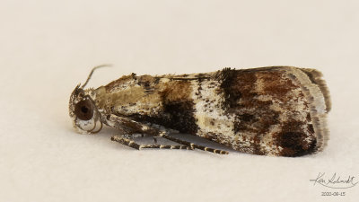 Phhidotricha Erigens Moth # 5594.1.