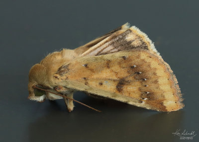 Corn Earworm Moth # 11068.