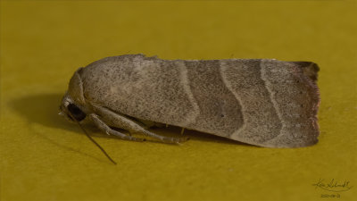 Wavy-lined Mallow Moth #9168.