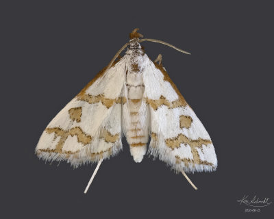Yellow-Banded leptosteges Moth #5301
