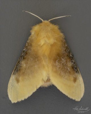 Southern Flannel Moth #4647.