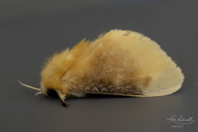 Southern Flannel Moth.