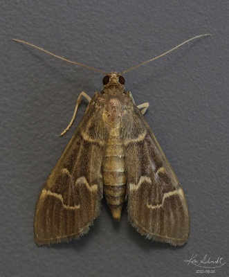 Scraped Pilocrocis Moth # 5281.