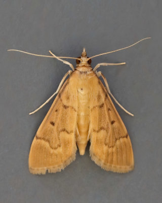Two Spotted Herpetogramma Moth #5272
