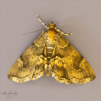 Spotted Beet Webworm Moth # 5169