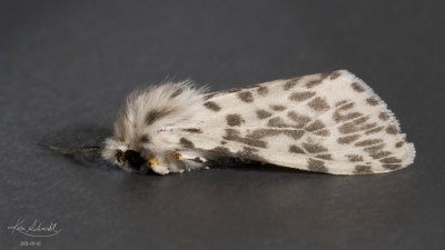 Small Moth (Mocis latipes ) # 8743