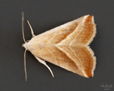 Eublemma recta #9078 Moth taken in Oviedo,Fl
