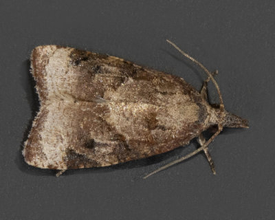 Black-Shaded Platynota Moth # 3732.