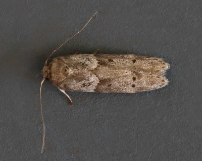 Acorn Moth  1162.